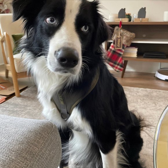 PETsRUS Premium No Pull Dog Harness 2 Leash Clips Olive Green Khaki Neoprene - Picture 10 of 10